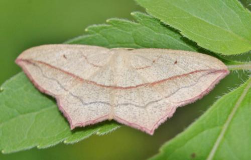 Réf. 330 730 : Timandra comae
